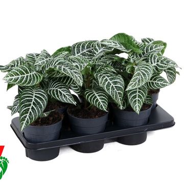 Aphelandra squarrosa 'Dania'