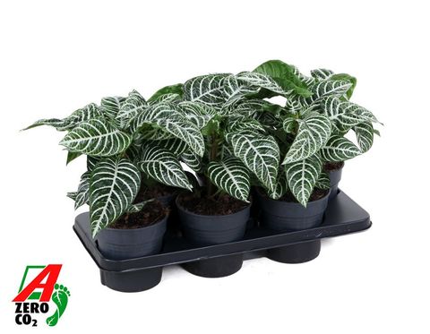 Aphelandra squarrosa 'Dania'