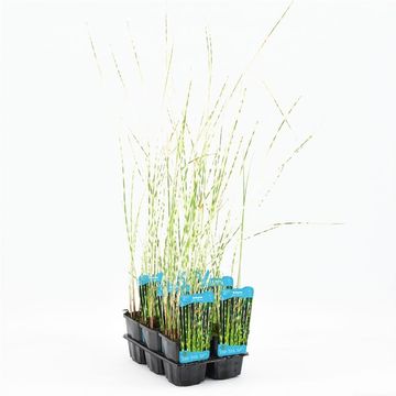 Schoenoplectus tabernaemontani 'Zebrinus'