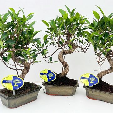 Ficus retusa