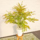 Acer palmatum ORANGE LACE