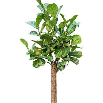 Ficus lyrata