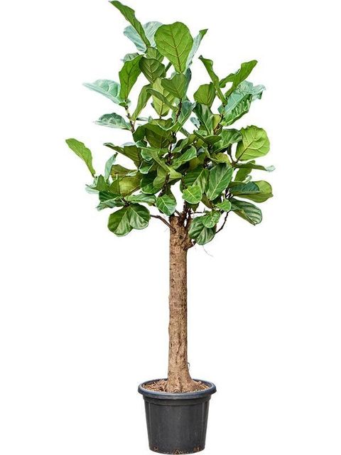 Ficus lyrata