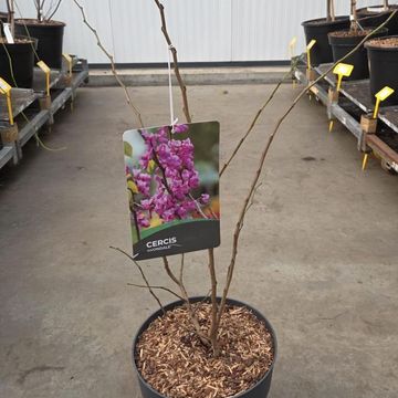 Cercis chinensis 'Avondale'