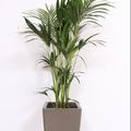 Howea forsteriana