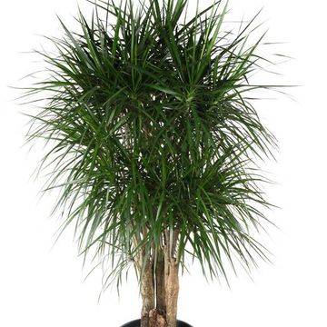 Dracaena marginata