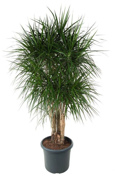Dracaena marginata