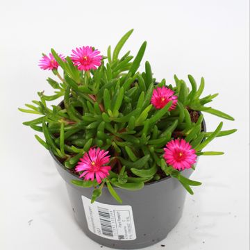 Delosperma SUNTROPICS PURPLE