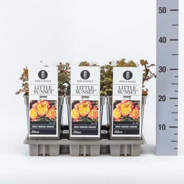 Rosa LITTLE SUNSET