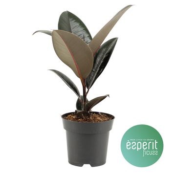 Ficus elastica 'Abidjan'