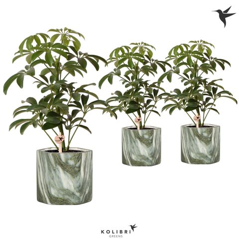 Schefflera arboricola 'Luseana'