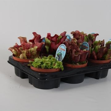 Rośliny mięsożerne MIX