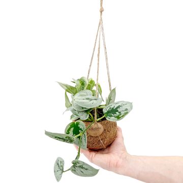 Scindapsus pictus 'Silvery Ann'