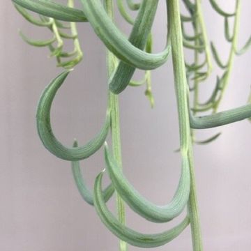 Senecio radicans