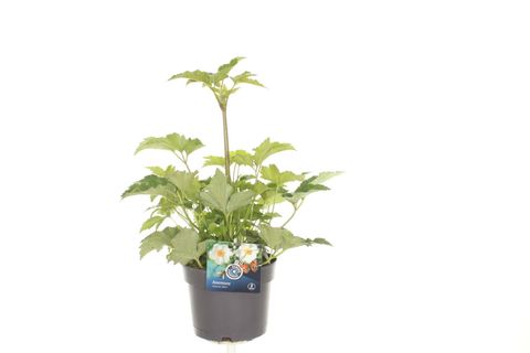 Anemone x hybrida 'Andrea Atkinson'