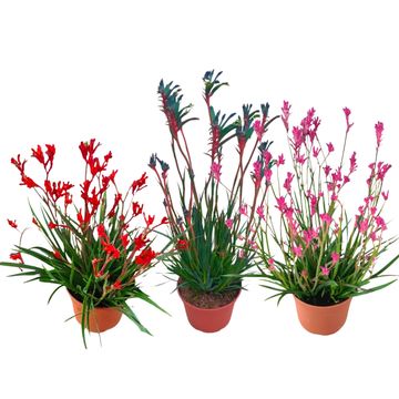 Anigozanthos MIX