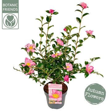 Camellia sasanqua 'Pink Premium'