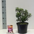 Kalmia latifolia 'Little Linda'