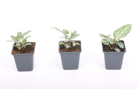 Helleborus lividus PINK