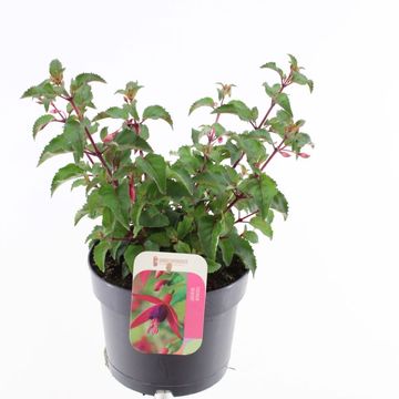 Fuchsia 'Beacon'