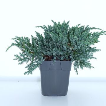 Juniperus squamata 'Blue Carpet'