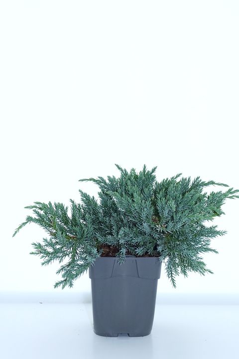 Juniperus squamata 'Blue Carpet'