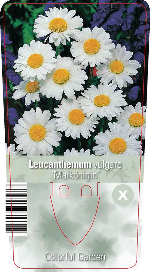Leucanthemum vulgare 'Maikönigin'