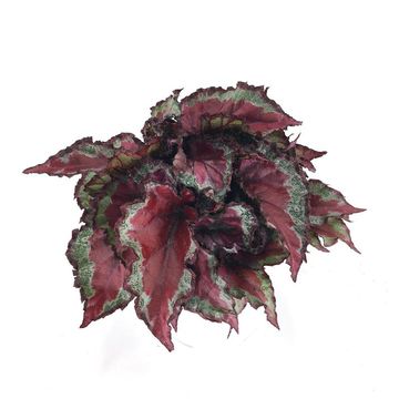 Begonia 'King's Flame'