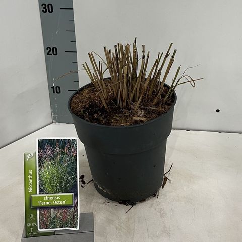 Miscanthus sinensis 'Ferner Osten'