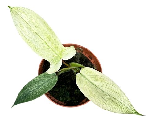 Philodendron FLORIDA GHOST