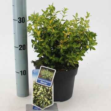 Euonymus fortunei BLONDY