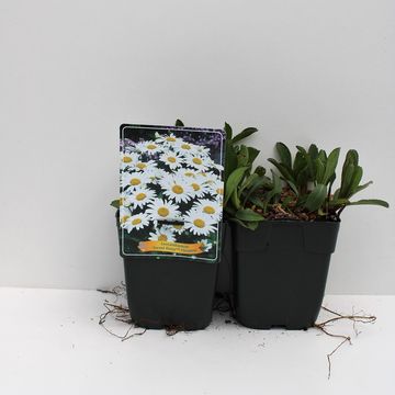 Leucanthemum SWEET DAISY CHRISTINE