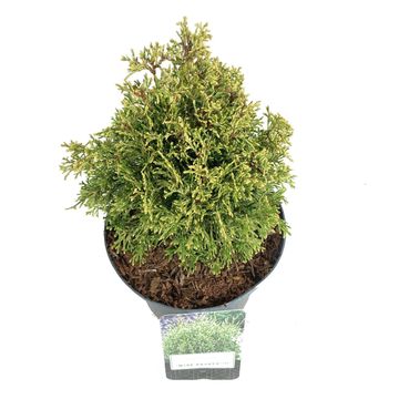 Thuja occidentalis 'Miss Frosty'