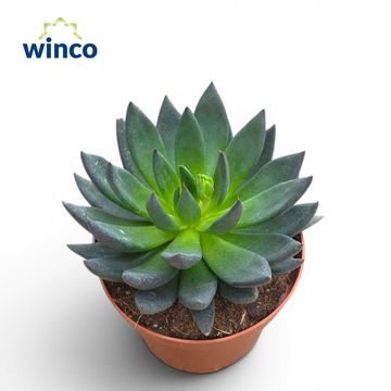 Echeveria 'Black Prince'