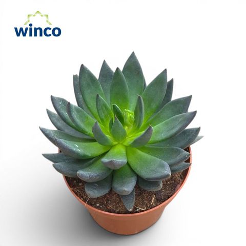 Echeveria 'Black Prince'