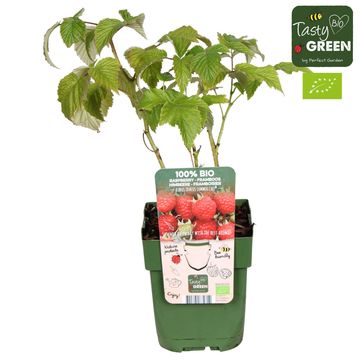 Rubus idaeus 'Summer Chef'