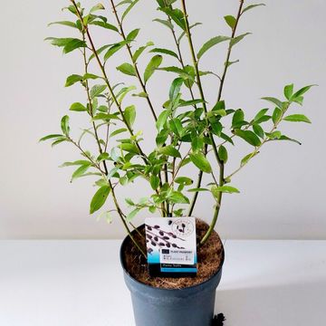 Salix gracilistyla 'Melanostachys'