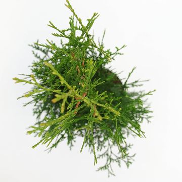 Thuja occidentalis 'King of Brabant'