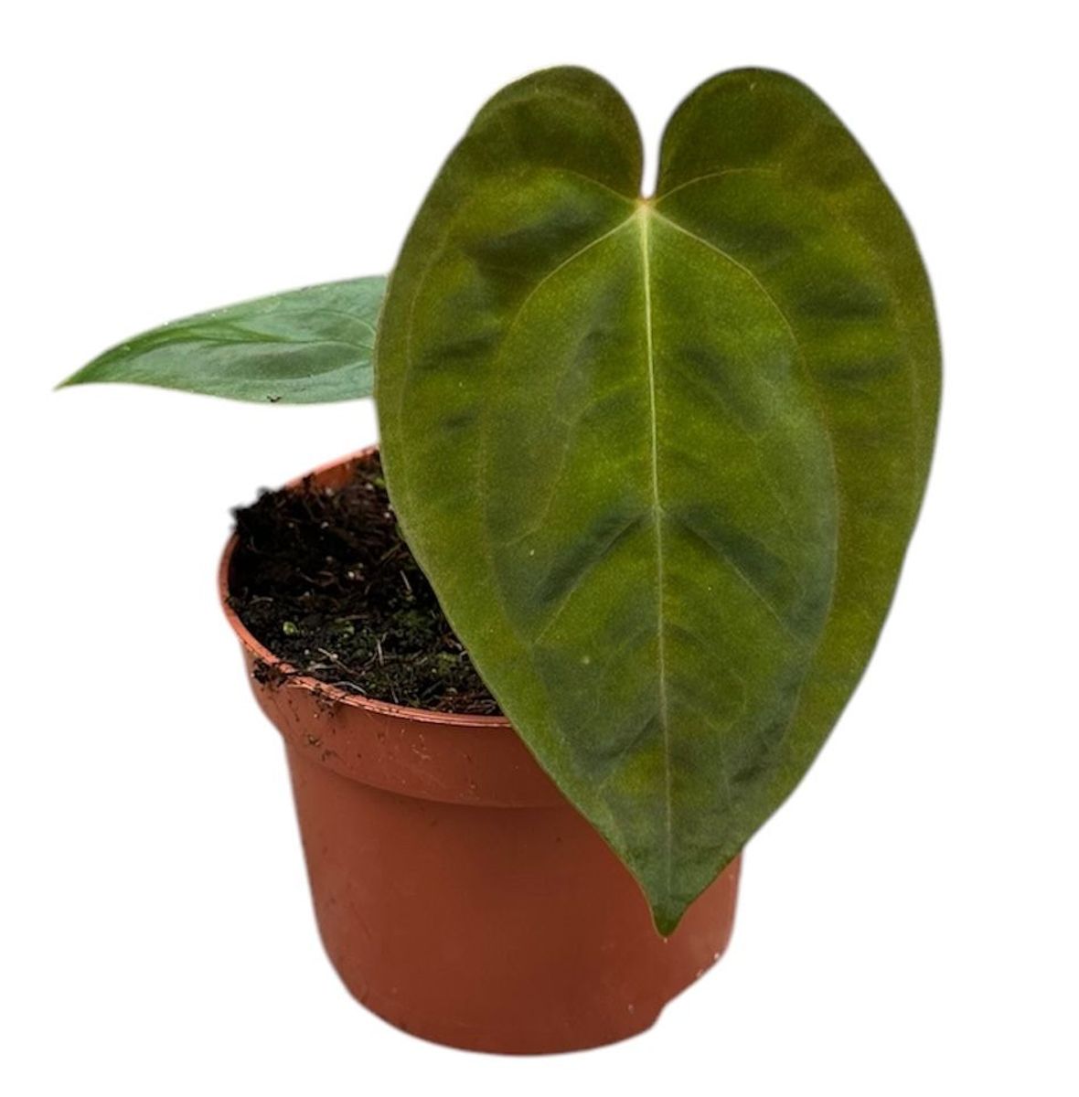 Anthurium papillilaminum — Рослини оптом FlorAccess