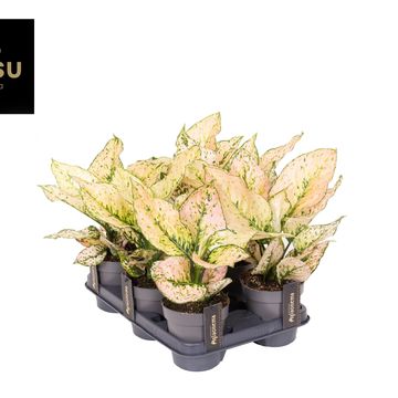 Aglaonema 'Pink Buttercup'