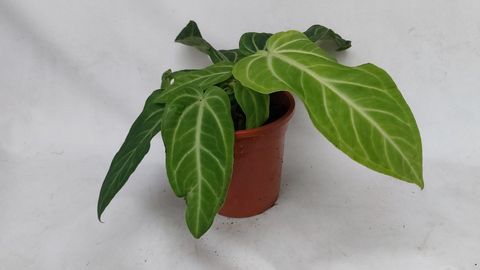 Anthurium villenaorum