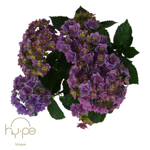 Hydrangea macrophylla 'Double Dutch Dark Purple'