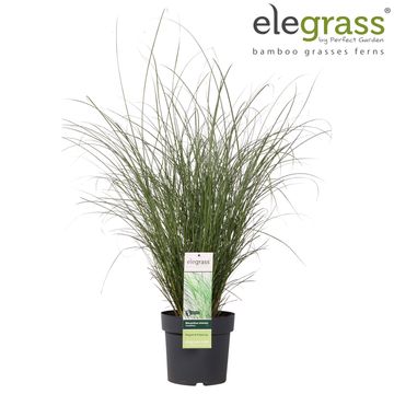 Miscanthus sinensis 'Gracillimus'