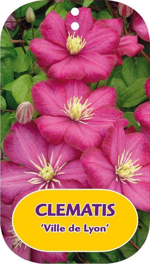 Clematis 'Ville de Lyon' (LL)