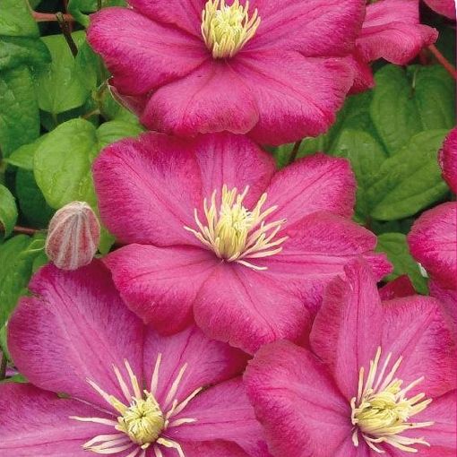 Clematis 'Ville de Lyon' (LL)