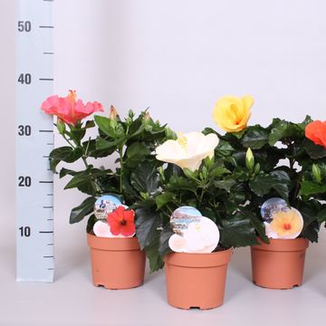 Hibiscus rosa-sinensis FIORI GRANDE MIX