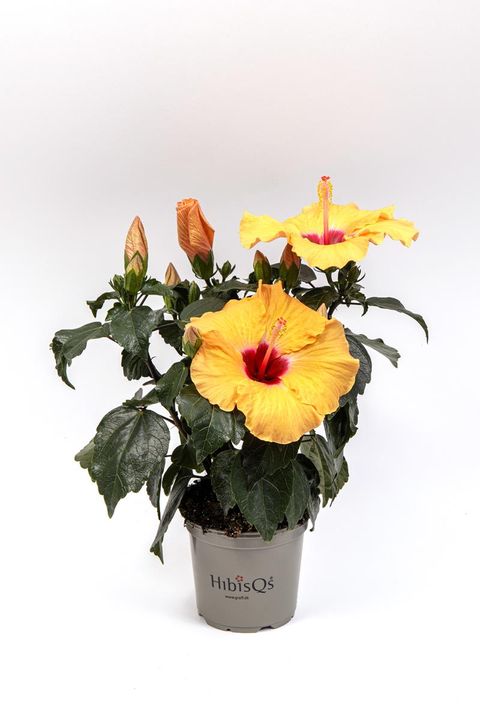 Hibiscus rosa-sinensis 'Adonicus Apricot'