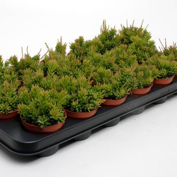 Rhipsalis mesembryanthemoides