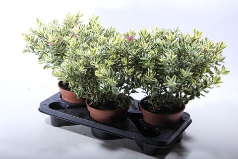 Hebe 'Andersonii Variegata'