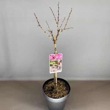 Cercis chinensis 'Avondale'